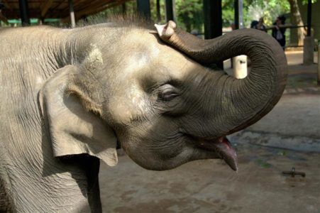 Zakázať používanie exotických zvierat v cirkusoch