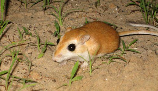 Ang Kaakit-akit na Uniberso ng Gerbils - Mga Buhangin, Buntot, at Higit Pa!