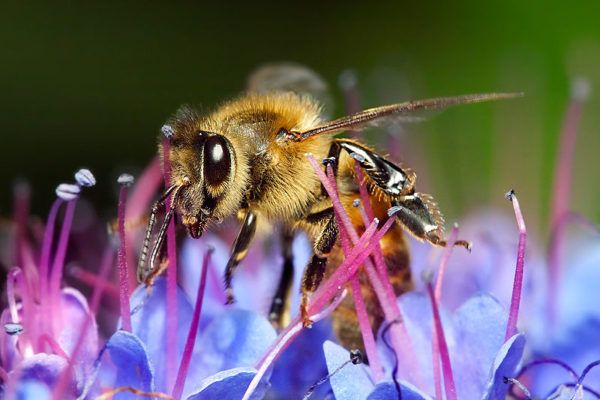 Madu lebah