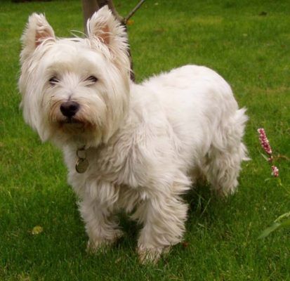 West Highland Terrier