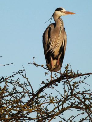 Garça