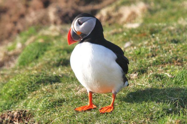 Puffin