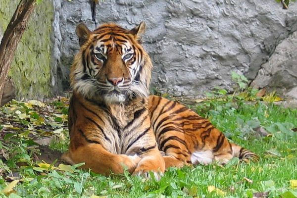 Sumatrano tigras