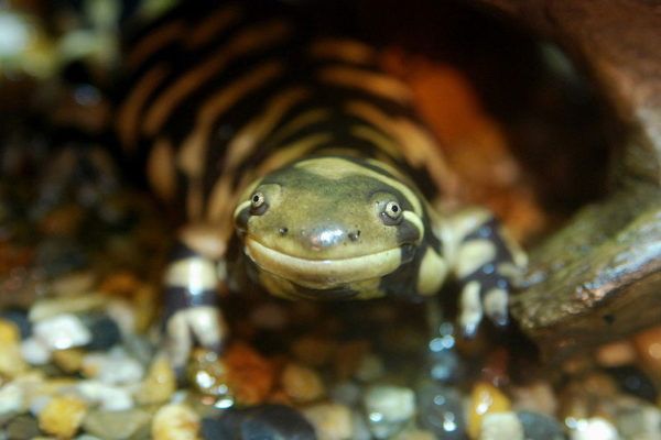 Salamandra tigru