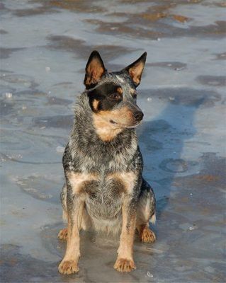 Australian Cattle Dog