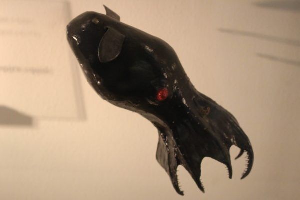 Vampir-Tintenfisch