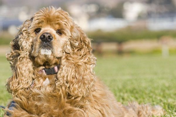 Amerikansk Cocker Spaniel