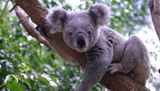 Utforsk de rolige livene til koalaer - The Peaceful World of Leafy Loungers