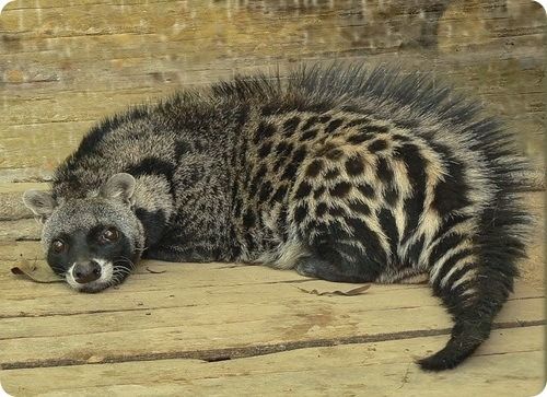 African Civet
