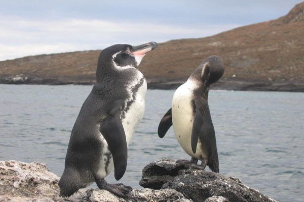 Galapagos-Pinguin