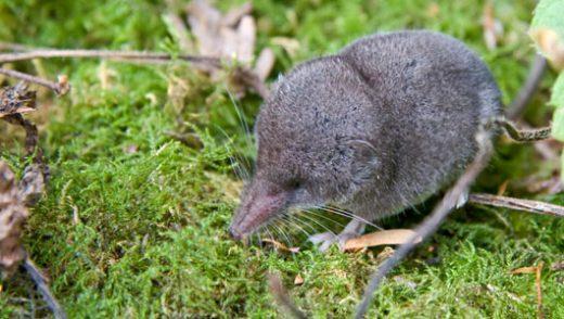 Khám phá thế giới chuột chù - Khám phá những điều kỳ diệu của loài động vật có vú nhỏ bé nhưng mạnh mẽ này