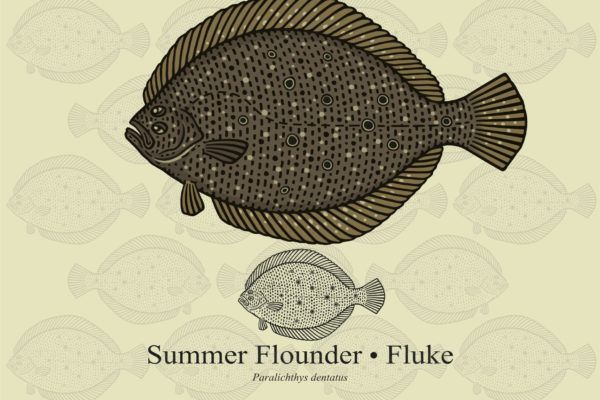 Fluke Fish (plie rouge)