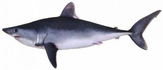 Desvendando o Enigma do Tubarão Porbeagle – Uma Viagem Fascinante às Profundezas de seu Mundo Misterioso