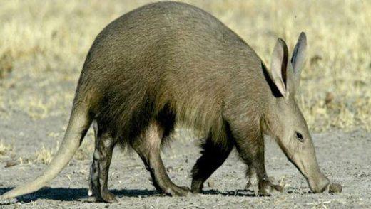 Aardvarks의 수수께끼 같은 세계와 그들의 신비한 굴착 행동 탐험