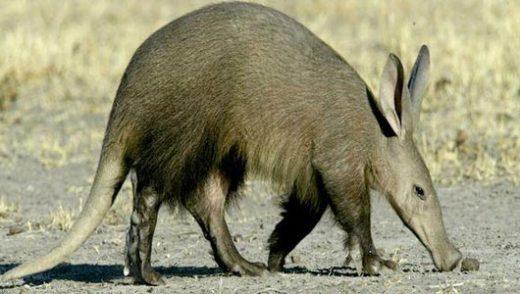Verken de raadselachtige wereld van aardvarkens en hun mysterieuze graafgedrag