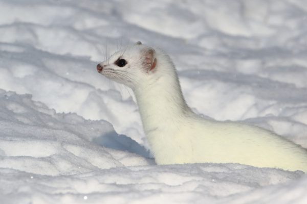 Stoat