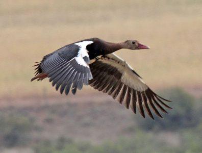 Ang Enigmatic at Majestic Spur-Winged Goose - Isang Nakakabighaning Pagtuklas