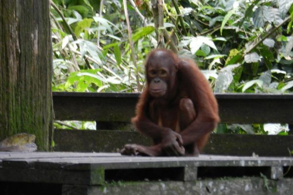 Orangutà Bornean