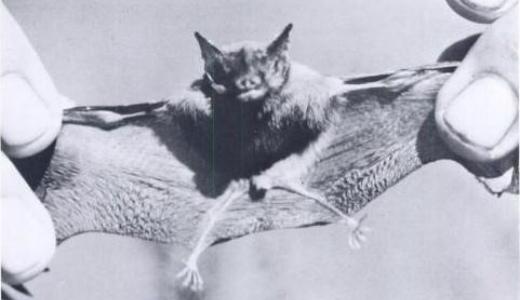 Vi presenterar Kitti's Hog-Nosed Bat - Avslöjar det minsta däggdjuret på jorden