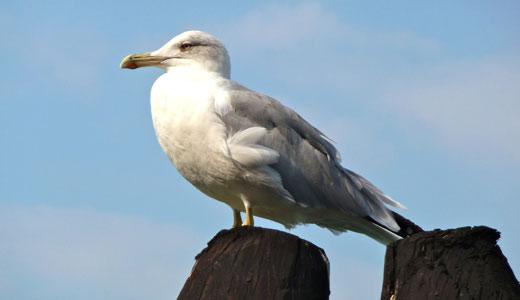 Descobrindo o fascinante mundo das gaivotas ao longo da costa