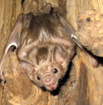 Vampyr Bat
