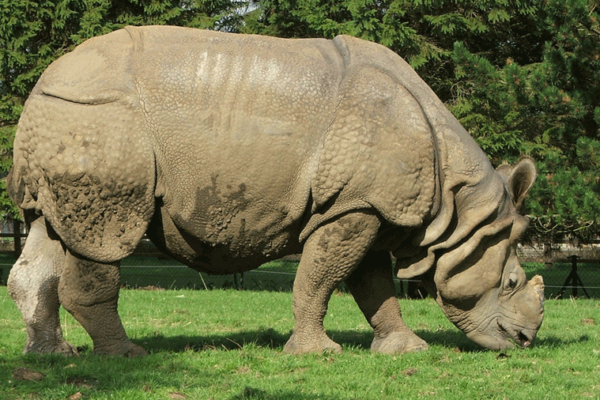 Indijski nosorog