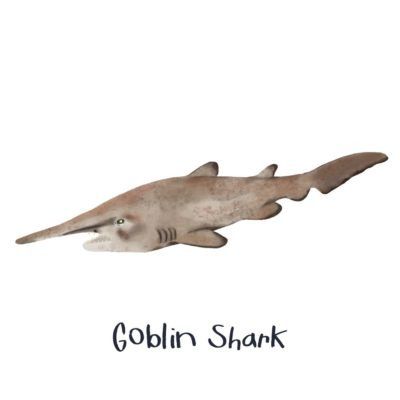 Gobelin requin