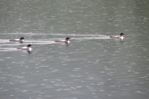 Loon Comum