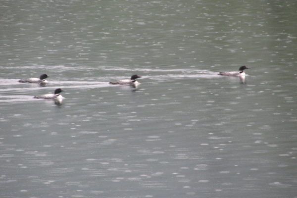 Plongeon huard