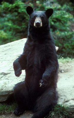 דוב שחור בצפון אמריקה