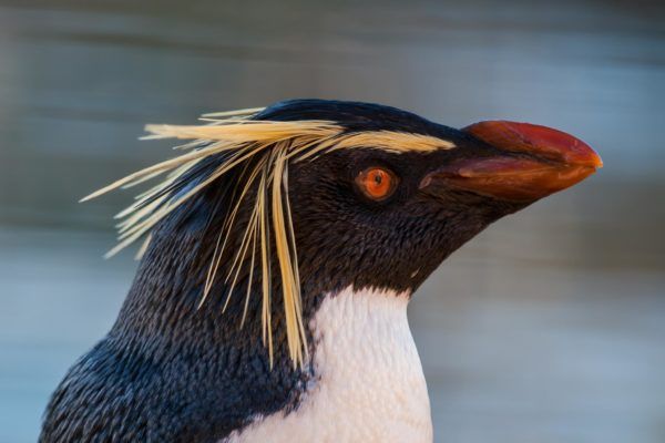 Rockhopper-pingviini