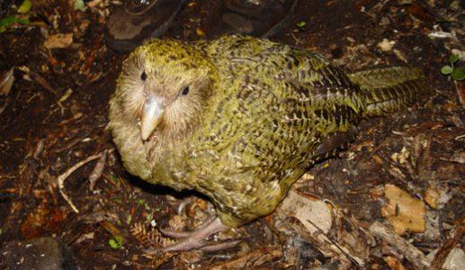 Забележителният Какапо - новозеландският нелетящ папагал с увлекателна история