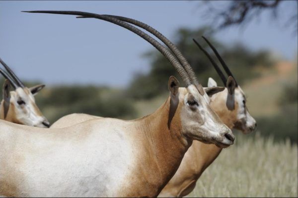 Scimitar-sarvedega Oryx