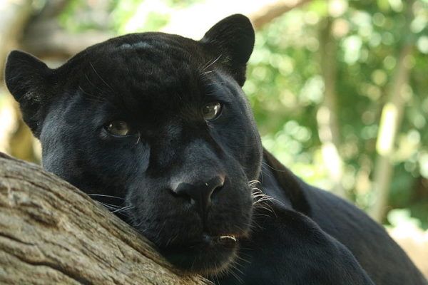 Panther