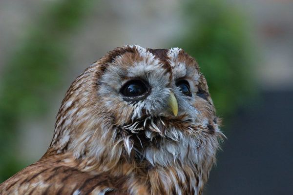 Tawny Owl