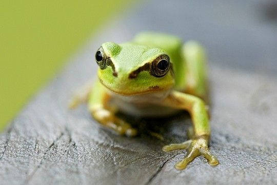Африканска дървесна крастава жаба