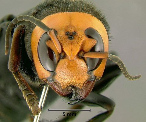 Aziatische reuzenhoornaar