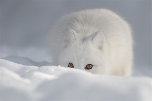 Le renard arctique