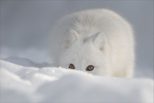 Arctic Fox