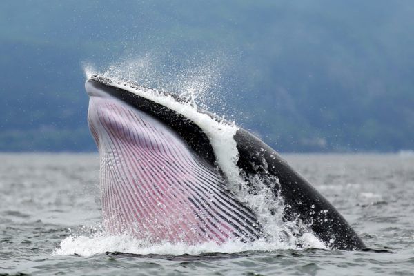 Whale ng Minke