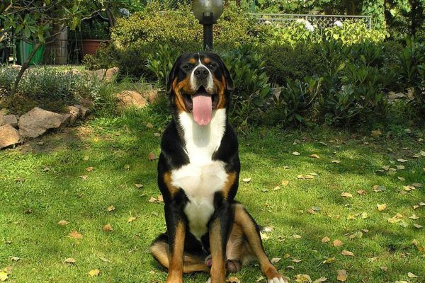 Veliki švicarski planšarski pes