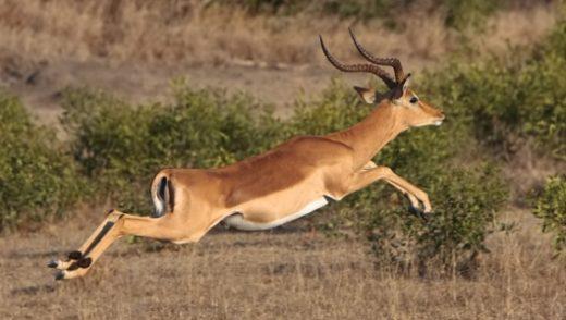 Ištirtos Impala gyvūnų savybės, elgsena ir gyvenimo ciklas