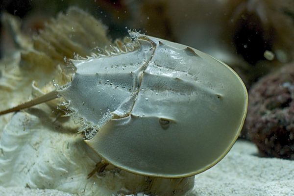 Crab de potcoavă