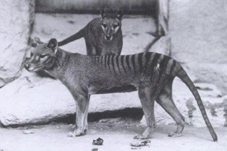 Résoudre l'énigme - Une plongée profonde dans le royaume mystérieux du tigre de Tasmanie