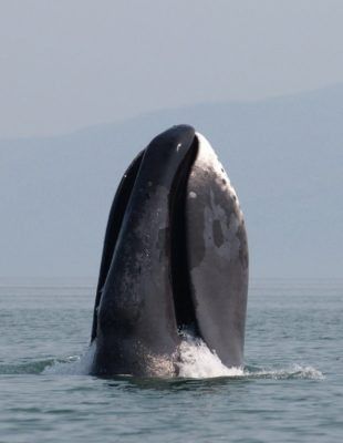 Balena di prua