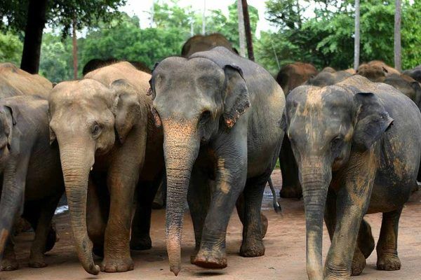 スリランカの象