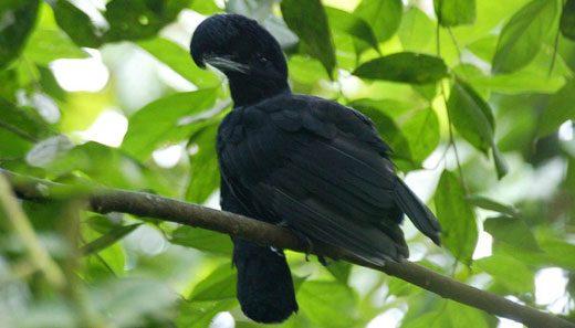 열대우림에서 우산새의 불가사의한 영역 탐험하기