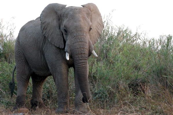Афрички шумски слон