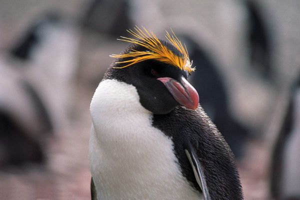 Μακαρόνια πιγκουίνος