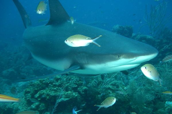 Cá mập rạn san hô xám